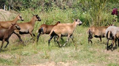 Naturschaugarten - Kamerun-Schafe haben ein Kurzhaar-Fell.